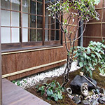 Plants: image 15 0f 34 thumb