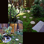 Plants: image 17 0f 34 thumb