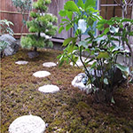 Plants: image 18 0f 34 thumb