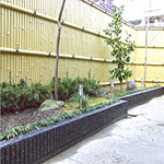 Plants: image 28 0f 34 thumb