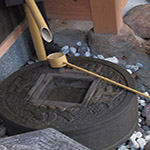 Plants: image 27 0f 28 thumb